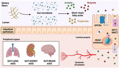 Butyrate: Connecting the gut-lung axis to the management of pulmonary disorders